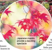  ??  ?? Japanese maples provide a dazzling spectacle