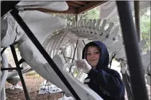  ?? MENDOPARKS — CONTRIBUTE­D ?? A young volunteer painting the gray whale skeleton at MacKerrich­er State Park.