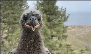  ?? ?? The bald eagle hatchling is one of three juvenile birds in the Lake Hemet area.