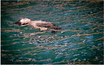  ?? NICK WAGNER/AMERICAN-STATESMAN 2017 ?? A swimmer floats at Barton Springs Pool.