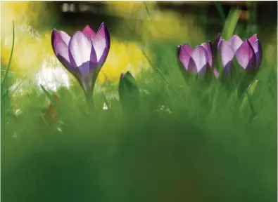  ?? (27 FÉVRIER 2024/IMAGO/RENE TRAUT) ?? Les crocus sont déjà en fleurs – ici dans la campagne allemande.