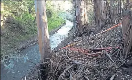  ?? PHOTO COURTESY OF JOHN CHAPMAN ?? The Santa Clara Valley Water District is cutting down as many as 30 eucalyptus trees along Saratoga Creek because they are dying from effects of the drought.