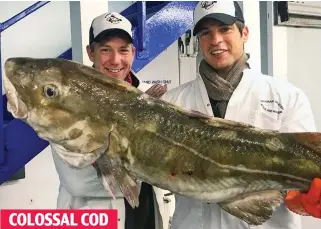  ??  ?? That’s a lot of chip dinners: Mr Perkes and a friend show off a 16lb cod COLOSSAL COD