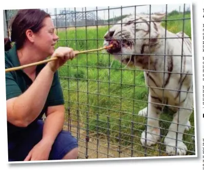  ?? Picture: SWNS ?? Tragic: Rosa King with a tiger at Hamerton Zoo