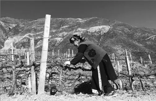  ?? XIN WEN / CHINA DAILY ?? A woman plants grapes at a vineyard in Laoying village, Xiaojin county, Aba Tibetan and Qiang autonomous prefecture, Sichuan province.