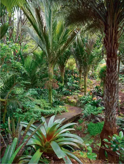  ??  ?? THIS PAGE Alcantarea imperialis in the foreground is a suitable size for a larger garden, where smaller bromeliads would be lost; across the bigger of two bridges spanning the stream are Rex’s favourite palm, nikau in its many forms, including a...