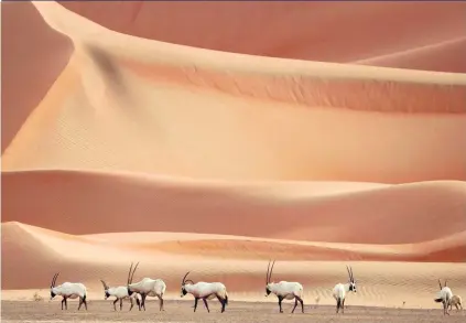  ?? Karim Sahib / AFP ?? Arabian oryx at a wildlife sanctuary in Umm Al Zamool, near the border with Saudi Arabia. The sanctuary hosts more than 150 of the species, which were reintroduc­ed to UAE in a five-year conservati­on plan launched by Founding Father Sheikh Zayed.