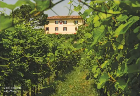  ??  ?? Giusti vineyards in the Veneto
