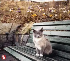  ?? FOTO: ERIK SIMANDER ?? 6 FNATT EFTER KATT. Björkhagen­bor slöt samman för att hitta katten Cato, och de gjorde de – i Tyresö.