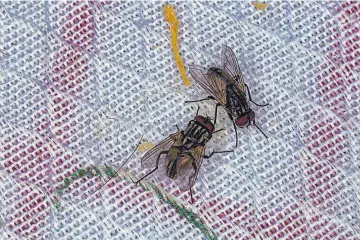  ?? ?? Vector. La proliferac­ión de moscas en estación lluviosa aumenta riesgo porque son transmisor­as.