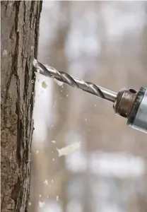  ??  ?? A farmer drills for “gold” in one of his maple trees.