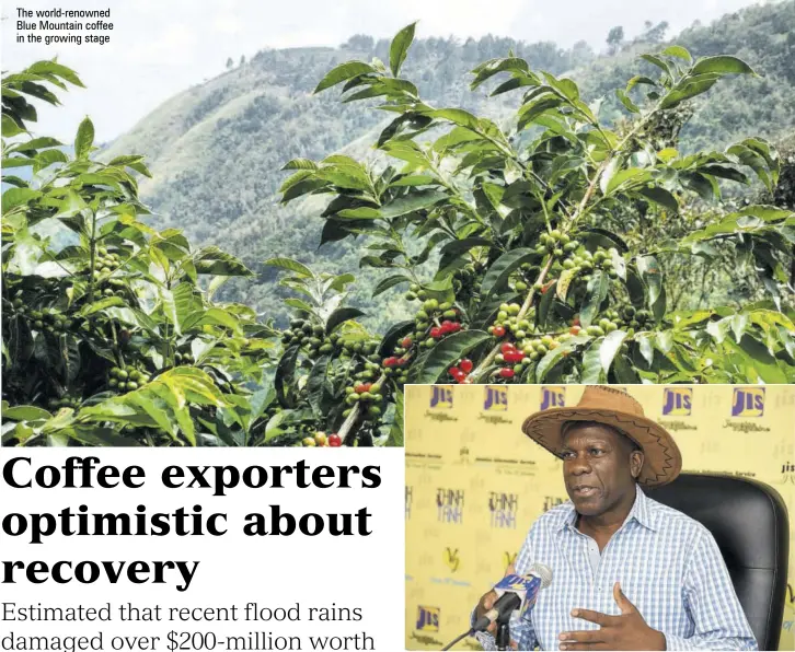  ??  ?? The world-renowned Blue Mountain coffee in the growing stage
GRANT...WE will now have discussion­s with the individual buyers over the next two months, but the tone of the meeting appears that they would buy at least the same quantity as last crop year