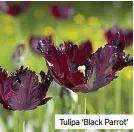  ?? ?? Tulipa ‘Black Parrot’