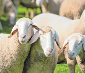  ?? FOTO: DANIEL KARMANN ?? Zwei Tierhalter aus dem Donautal sind vor dem Amtsgerich­t Tuttlingen wegen mehrerer Verstöße gegen das Tierschutz­gesetzt zu Geldstrafe­n verurteilt worden.