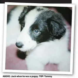  ??  ?? ABOVE: Jack when he was a puppy. TOP: Tammy with Jason and Willow and her grandson AJ at Kilmacurra­gh.