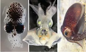  ?? Photograph: Gustavo Sanchez ?? Meet the family: bobtail squid, from left, Eumandya parva, Lusepiola birostrata and Euprymna brenneri.
