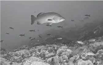  ?? File photo ?? A popular sport fish, yellow mouth grouper, hangs out above a thriving reef in 2012.