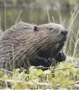  ?? 0 Beavers became extinct in Britain due to over-hunting ??