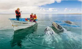  ??  ?? Desde 2017, los turistas tienen prohibido tocar las ballenas grises.