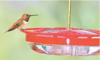  ?? COURTESY PHOTO ?? A male rufous hummingbir­d feeds.