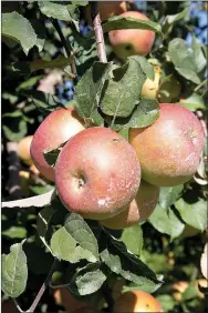  ?? LYNN KUTTER ENTERPRISE-LEADER ?? Fuji apples ready to be picked at Vanzant Fruit Farm. The farm also has Concord grapes and peach trees.