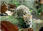  ??  ?? The rusty spotted cat weighs about one kilogram and fits in a palm of your hand