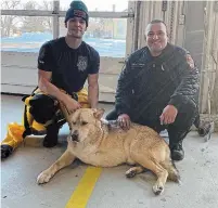  ?? SIX NATIONS FIRE DEPARTMENT ?? Six Nations firefighte­r Cameron Green, left, and Acting Chief Dereck Manitowabi sit with Ted, the German shepherd mix they rescued from the icy waters of the Grand River.