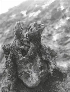  ?? PHOTOS BY NORTH-EASTERN FEDERAL UNIVERSITY VIA AP ?? A HEAD OF AN ICE AGE CAVE BEAR found on Bolshoy Lyakhovsky Island, or Great Lyakhovsky, the largest of the Lyakhovsky Islands belonging to the New Siberian Islands archipelag­o between the Laptev Sea and the East Siberian Sea in northern Russia.