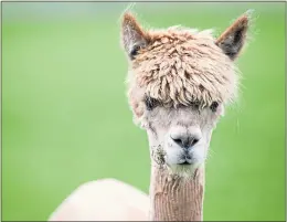  ??  ?? An alpaca at The Farm At No 12 coffee shop in Renfrewshi­re