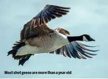  ?? ?? Most shot geese are more than a year old