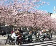  ?? AFP
by Cajsa Wikström
Photo ?? Sweden, unlike its neighbors, has not imposed a lockdown on its people (main).
Swedes enjoy the cherry blossoms in the capital, Stockholm (below).