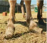  ??  ?? Untrimmed hooves start to resemble 'slippers', becoming long, twisted, and unsound. It's very painful for a donkey, and sometimes it can't be fixed, meaning the animal must be euthanised.