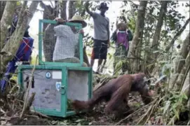  ??  ?? In this Jan. 6, 2016, photo, conservati­onists of the Borneo Orangutan Survival Foundation (BOSF) release a rescued orangutan at a forest in Sungai Mantangai, Central Kalimantan, Indonesia.