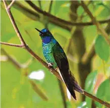  ?? AWAKE ?? La mayor cantidad de colibríes se encuentra en Colombia.