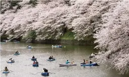  ?? SHIZUO KAMBAYASHI AP file ?? Locals row their boats in the Imperial moat under the canopy of cherry blossoms on an April day in Tokyo.