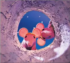  ??  ?? On a faraway hollow planet: the ‘Clangers’ have returned to TV