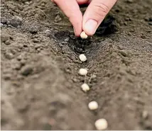  ??  ?? As long as your soil isn’t too wet, you can get an early crop of peas started. Below: snowdrops can be divided now, while they’re still in leaf.