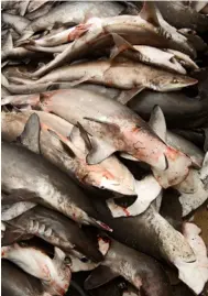  ?? ?? Tiburones en el puerto pesquero de Santa Rosa, en Manabí.