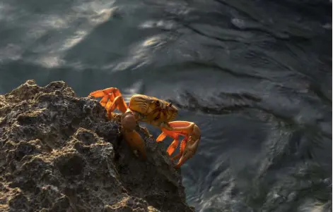  ?? Photos by Ramon Espinosa, The Associated Press ?? A crab walks on a rock Sunday after spawning on the coast of Giron, Cuba. Millions of crabs emerge at the beginning of the spring rains and start a journey to the waters of the Bay of Pigs in a yearly spawning migration.