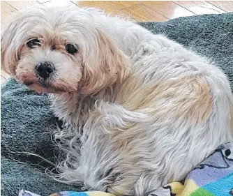  ?? SUBMITTED ?? Chloe the dog recently moved to Grand Bank from Ontario and escaped before a grooming appointmen­t in Garnish. People took to searching for her and she was reunited with her owner after being missing for roughly two weeks.