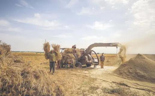  ??  ?? Palestinia­n farmers harvest seasonal wheat in southern Han Yunus province in the blockaded Gazza Strip, Palestine, May 15, 2020.