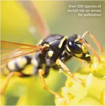  ??  ?? Over 100 species of orchid rely on wasps for pollinatio­n