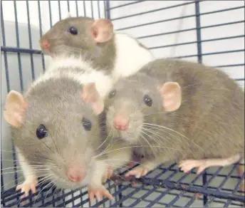  ??  ?? REALLY FRIENDLY: Some of the rats who need rehoming