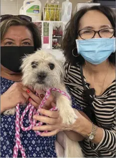  ??  ?? ADOPTER: Lourdes Salgado
CITY OF RESIDENCE: El Centro
PET’S NAME: Lucy GiGi
AGE: 8 months
BREED: Shih-tzu/poodle mix
DATE ADOPTED: October 2020