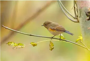  ?? ?? Red-flanked Bluetail, Deeping Lakes LWT, Lincs, 2 December 2022