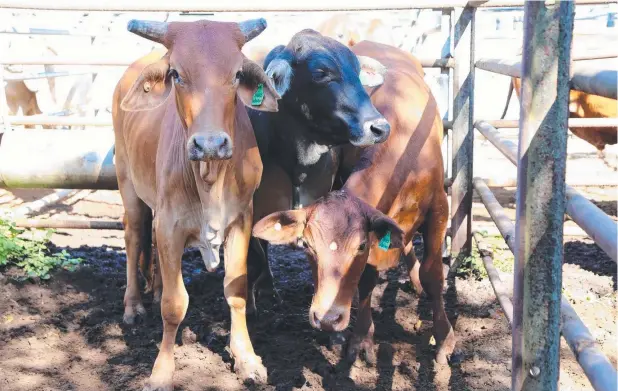  ?? Picture: ANDREA FALVO ?? PROMISING START: A pen of three steers which sold for 233.2c/kg at the Mareeba Saleyards this week.