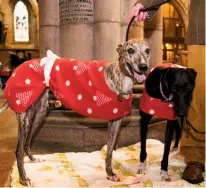  ??  ?? Greyhounds Orea, left, and Molly are dressed for the occasion in bright and cosy festive coats.