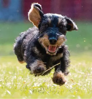  ??  ?? Sie sind klein, haben kurze Beine und sind beliebt bei den Deutschen: Der Mops (links) ist seit mehreren Jahren bei Hundehalte­rn angesagt, der Dackel hatte einige Zeit das Nachsehen. Experten meinen, dass sich das in den nächsten Jahren wieder ändern...