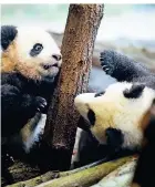  ?? FOTO: DPA ?? Die Panda-Zwillinge Meng Xiang (Pit, links) und Meng Yuan (Paule) spielen miteinande­r.