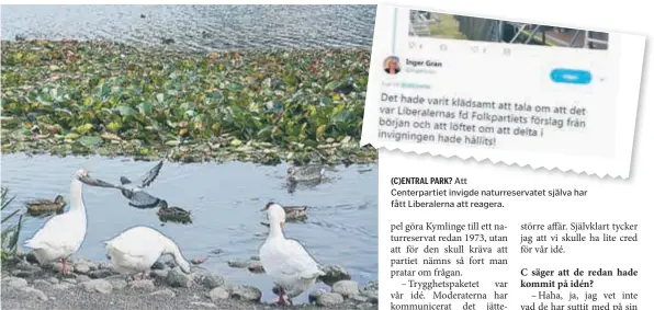  ?? FOTO: ULRICA ANDERSSON ?? NATUR. Många fåglar trivs vid Lötsjön, som nu är en del av ett naturreser­vat. (C)ENTRAL PARK?